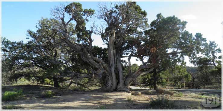 US191_beautiful_tree_739x367